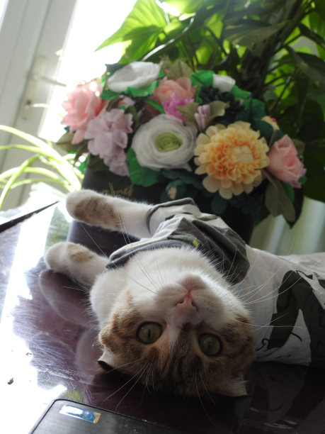 长着绿色大眼睛的猫。图片下载