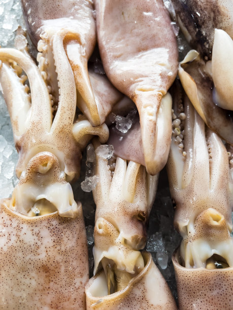 新鲜海鲜市场上的锦绣鱿鱼图片下载