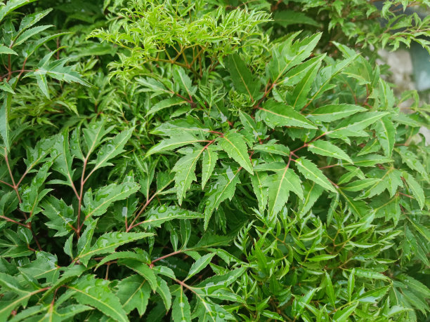 热带地区美丽的叶花图片下载