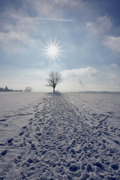 雪中的农田和一棵没有叶子的孤独树。明亮的蓝天，一棵光秃秃的树，地上有很多雪。底部是白色的，顶部是蓝色的。图片下载