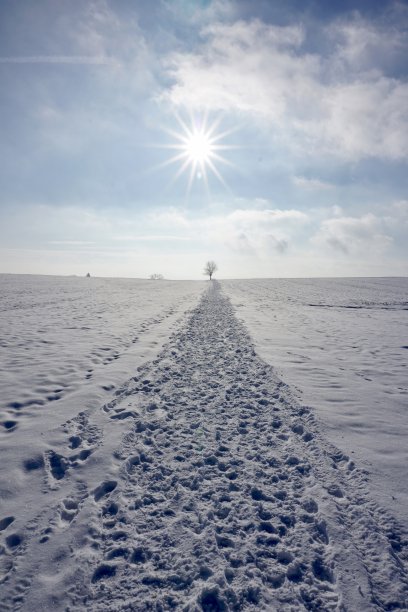 雪中的农田和一棵没有叶子的孤独树。明亮的蓝天，一棵光秃秃的树，地上有很多雪。底部是白色的，顶部是蓝色的。图片下载