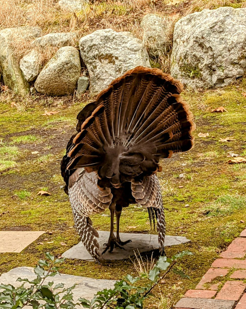 野生火鸡感恩节照片图片下载