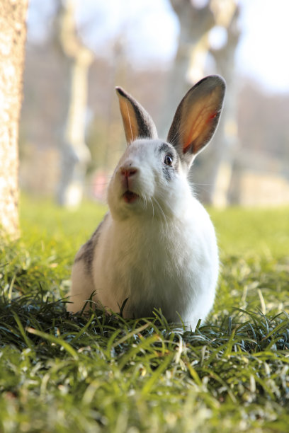 自然界中的白兔图片下载