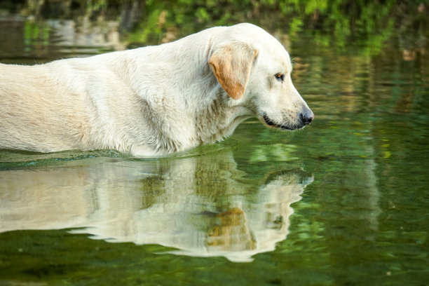 狗狗洗澡时间图片下载