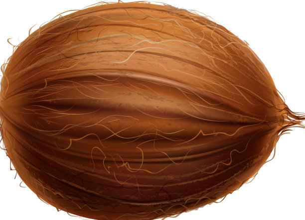 整个椰子写实构图图片下载