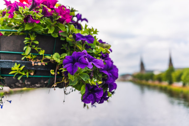 花盆里有紫色和粉红色的植物和一些绿色的叶子图片下载