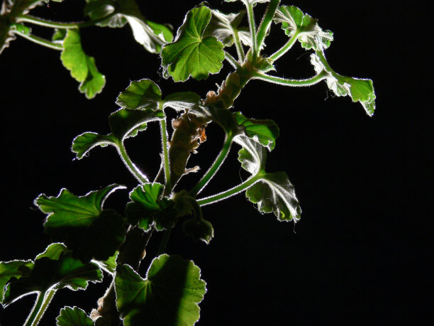 黑色背景上的绿色植物茎图片下载