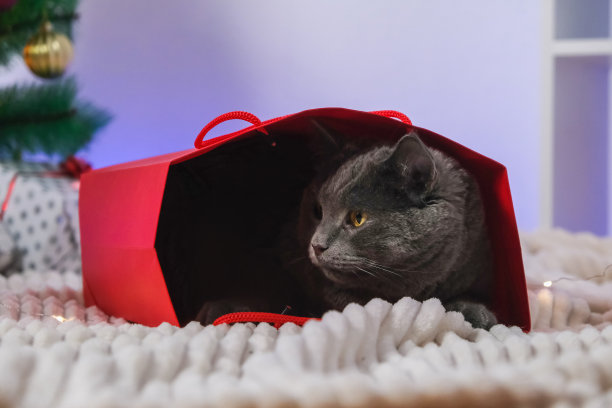 一只灰色的沙尔特猫从红色的礼品包装袋里探出头来。圣诞树、花环、礼物的背景上有一只猫。霓虹散景。2023年新年和圣诞节概念。可爱的灰猫。图片下载