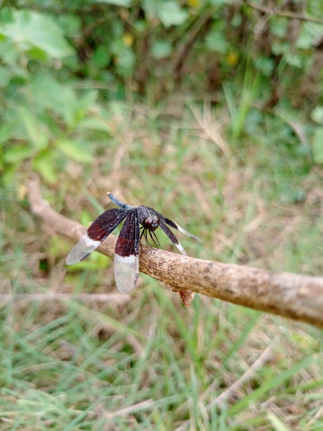 龙飞翔图片下载
