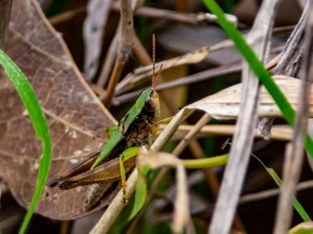 小蚱蜢图片下载