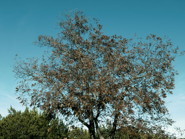 古老的风格图片下载