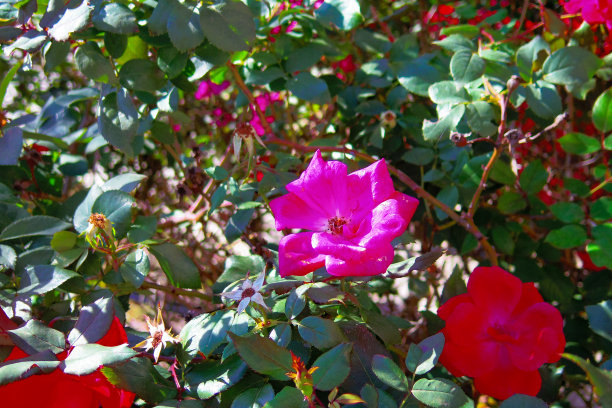 玩具相机花图片下载