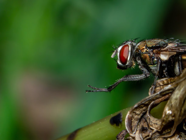 愚蠢的飞图片下载