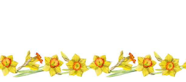 水彩手绘无缝边界与春天的花，水仙，番红花，雪花莲。孤立在白色背景上。设计邀请，婚礼，贺卡，壁纸，印刷，纺织品图片下载