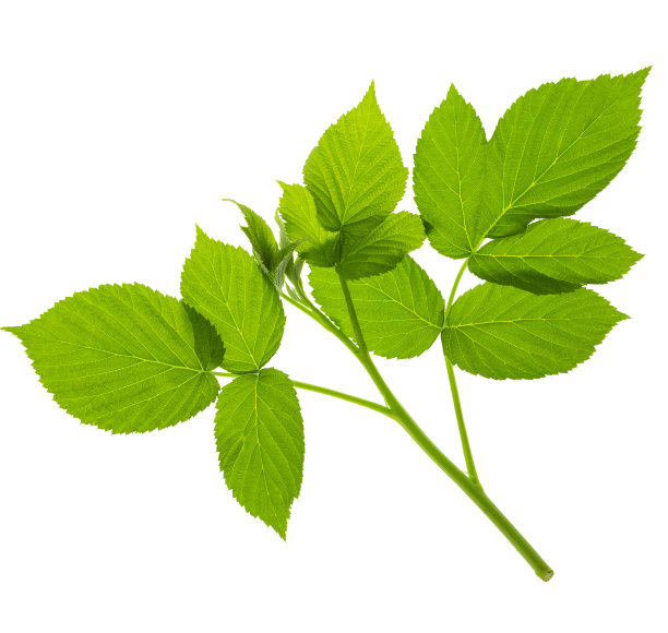 树莓布什。新鲜的绿叶。叶。覆盆子有叶子。有机农业。乡村花园。孤立的图片下载