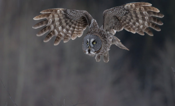 一只巨大的灰色猫头鹰刚刚从栖木上起飞，它的翅膀刚刚开始展开图片下载