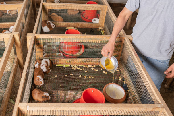 一个农民把碗里的水倒到一个有豚鼠的笼子里图片下载