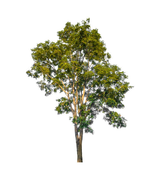 白色背景上孤立的树木既适合打印，也适合网页图片下载