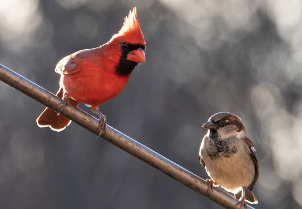 一只北方红雀在高处图片下载