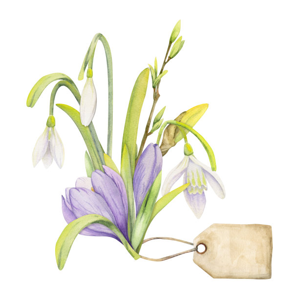 水彩手绘构图与春天的花朵，番红花，叶和茎，弓，礼品标签。孤立在白色背景上。用于请柬，婚礼，贺卡，壁纸，印花，纺织品。图片下载
