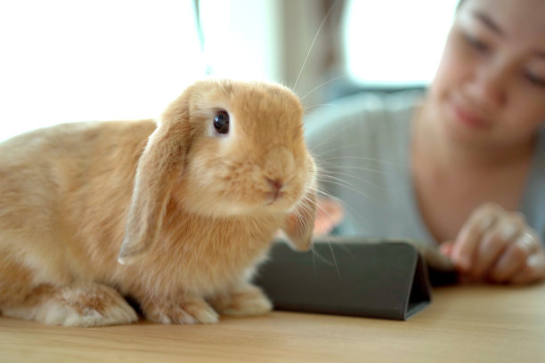 女人在玩兔子。图片下载