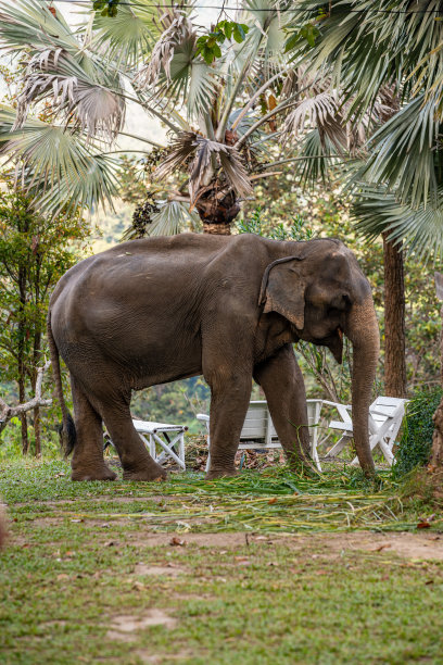 泰国大自然中的大象图片下载