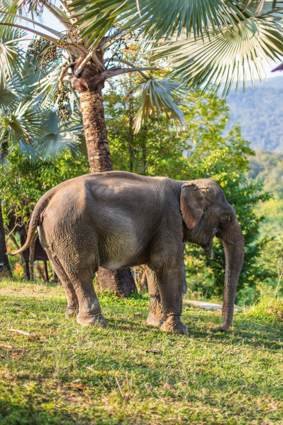 泰国大自然中的大象图片下载