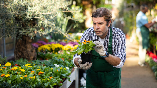 男子花匠在花店的花盆里插花图片下载