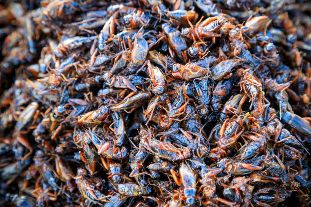 炸虫臭虫街头小吃图片下载