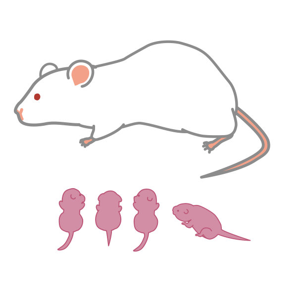 哺乳小鼠个体版本图片下载