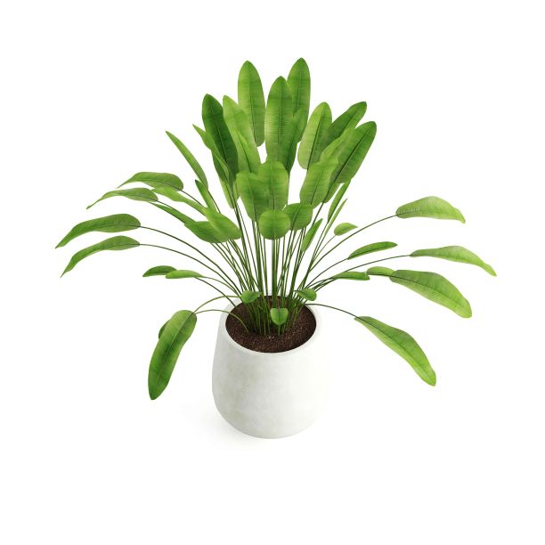 绿色植物在白色背景上孤立的花盆的3D渲染插图图片下载