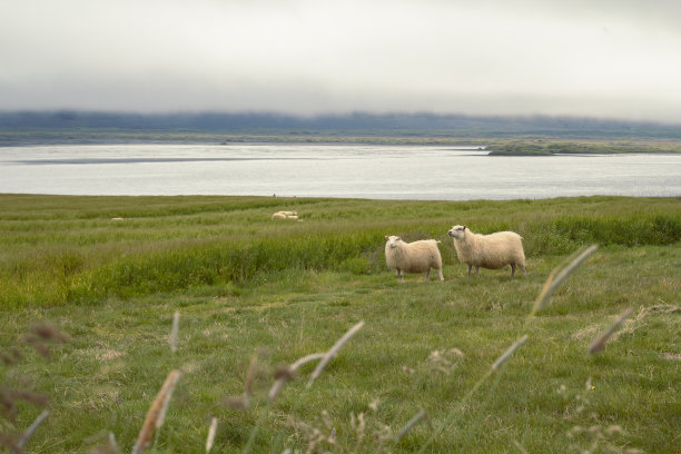毛茸茸的绵羊在牧场风景照片图片下载