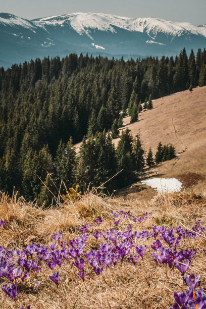 番红花和冷杉木在高原景观照片图片下载