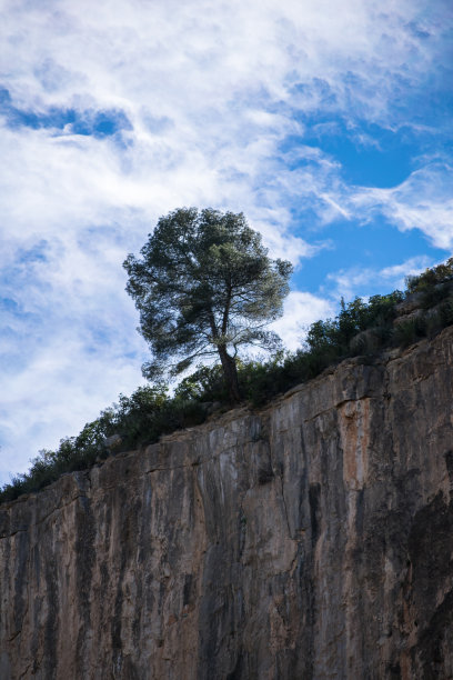 悬崖边孤独的树图片下载
