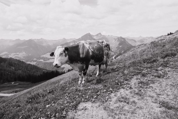 这是奥地利Vorarlberg高地上的一头牛的灰度照片图片下载