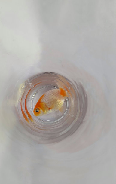 鱼在玻璃罐里图片下载