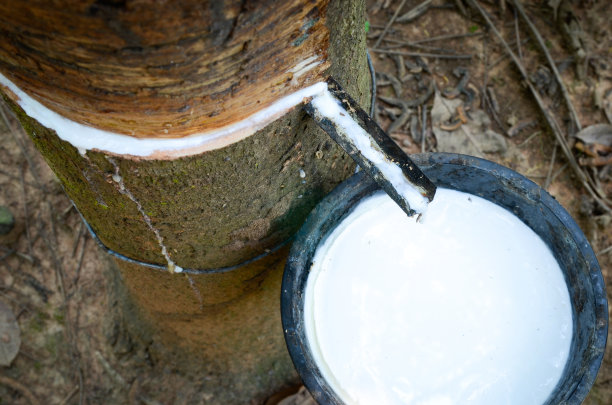 白色橡胶从树上脱落图片下载