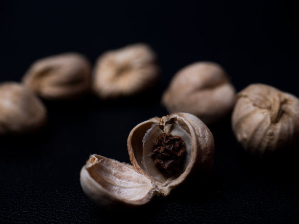 近距离拍摄java Kapulaga (Wurfbainia compacta)图片下载