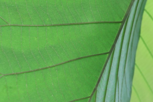 翠绿柚木叶，花纹自然美观。图片下载