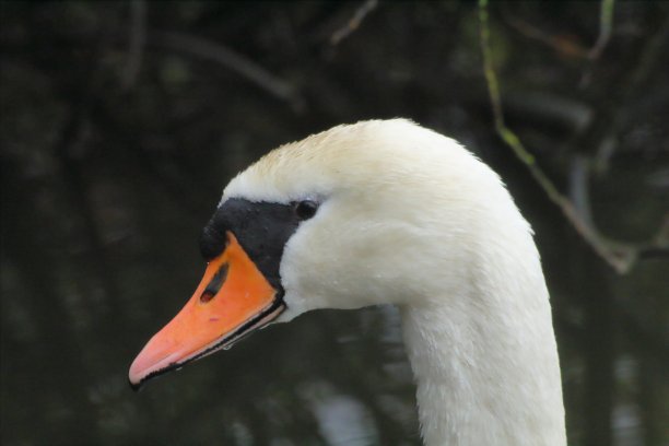 天鹅特写图片下载