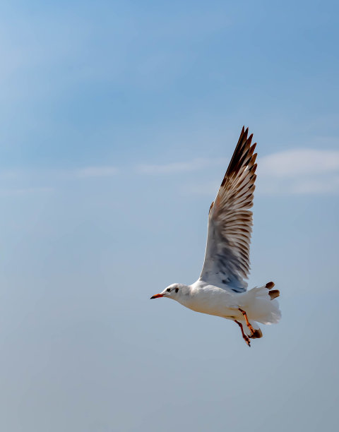 海鸥飞图片下载