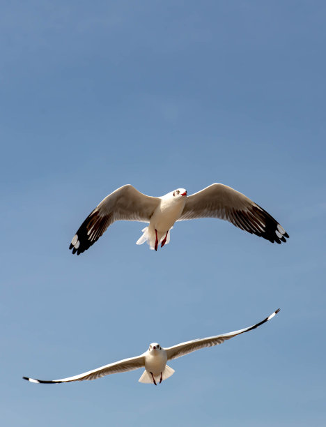 海鸥飞图片下载