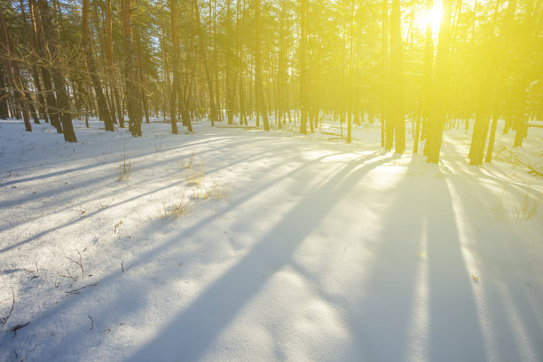 阳光照耀下的冬季雪林景色图片下载