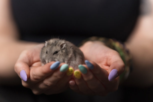 在人类手中休息的仓鼠图片下载