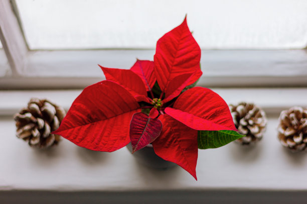 窗台上有红色的一品红花和松果。圣诞星草图片下载