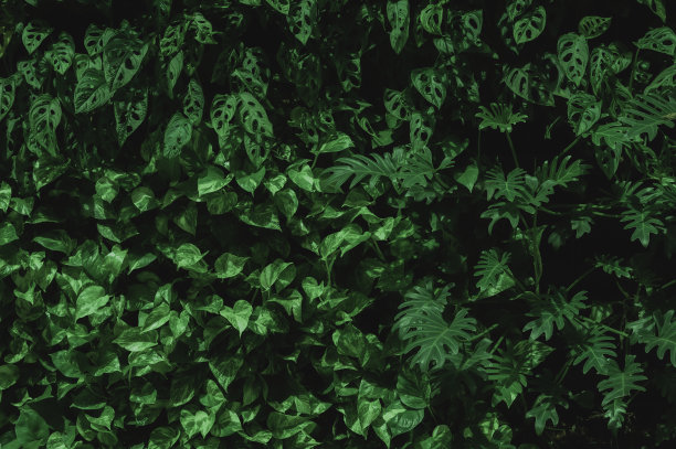 自然深绿色热带树叶组的背景概念图片下载