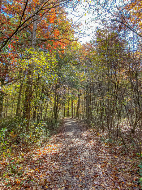 秋天的颜色图片下载