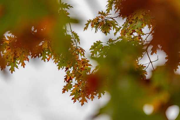 秋天的颜色图片下载
