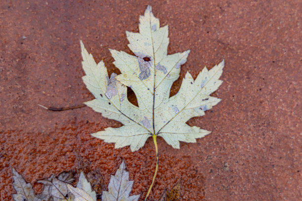 秋天的颜色图片下载