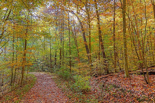 秋天的颜色图片下载